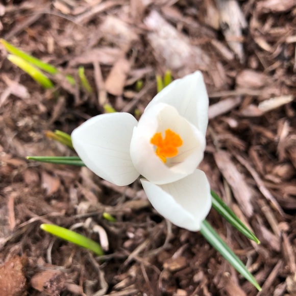 Meet your Posher, Inger - Picture 1 of 1